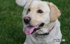 导盲犬小q图片 导盲犬小q是什么狗