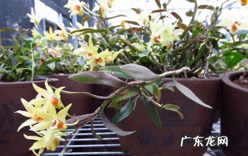 石斛种植多久才知道活了 铁皮石斛生长快吗