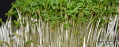 豆芽机怎么使用,豆芽机怎么使用说明书
