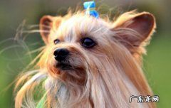 养蝴蝶犬要注意什么 养蝴蝶犬串串的危害