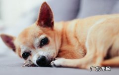 什么狗适合保护女孩子 什么狗适合保护女孩