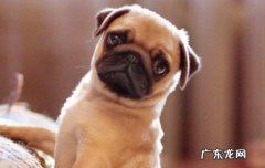 巴哥犬好养活吗 为什么很少人养巴哥犬