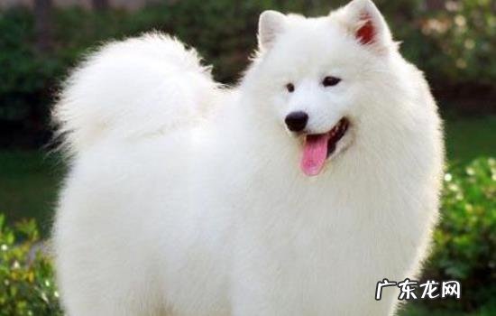 白色犬种类长毛 白色犬种类