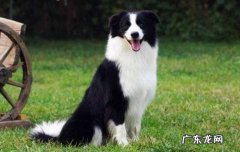 汪汪队里的狗狗分别是什么品种 汪汪队狗的品种名字