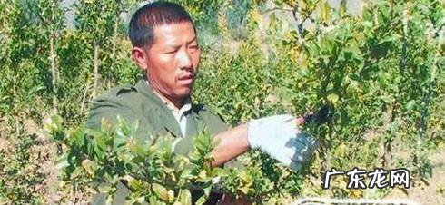 如何让石榴树盆景主干变粗