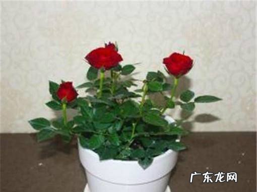 玫瑰花怎么养护