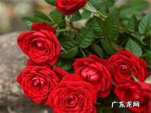 玫瑰花怎么养护