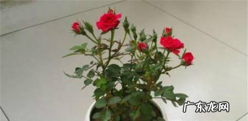 玫瑰花怎么养护