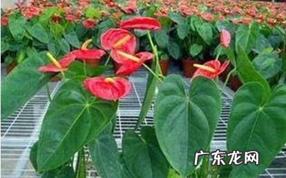 红掌叶子发黄怎么补救