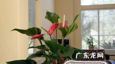 红掌叶子发黄怎么补救