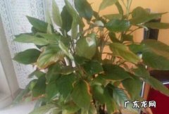 万年青叶子发黄的解决办法