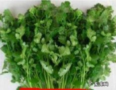 怎样种植盆栽香菜