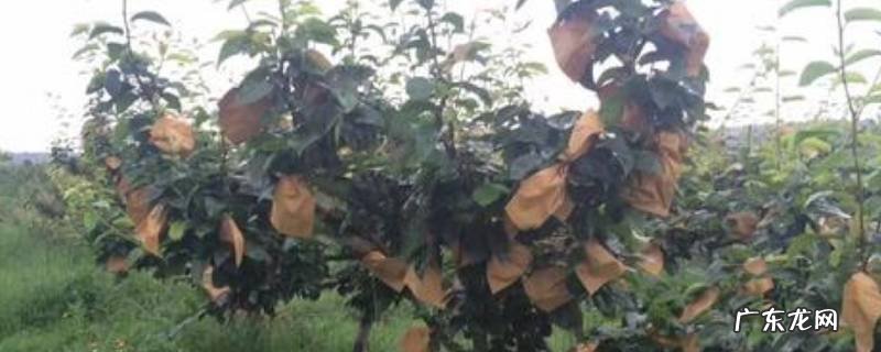 套梨袋技巧,梨套袋用什么袋好