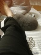 你有没有后悔遇到你的宠物