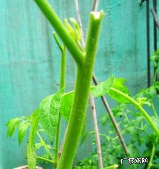 番茄的田间管理