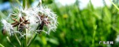 鲜蒲公英怎么吃不苦,蒲公英吃着苦不苦