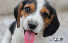 比格犬纯种特征有哪些 纯种比格犬怎么看