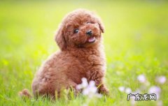 泰迪狗长什么样子? 泰迪狗长什么样子