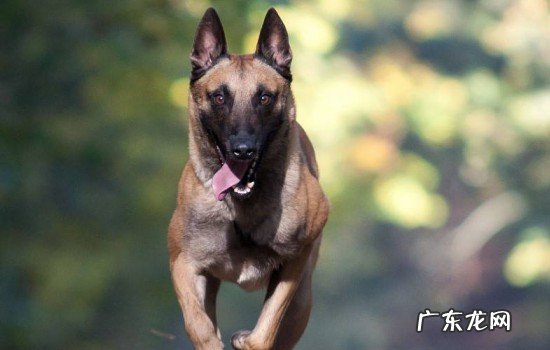 德牧犬怎样辨别是否纯种 怎么判断幼犬是德牧还是土狗