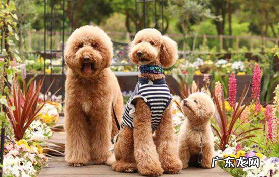 巨贵成犬体重有多少 巨贵幼犬各个时期身高体重