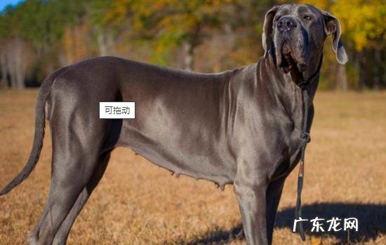 跟杜宾犬相似的大型犬 大丹犬和杜宾犬的区别