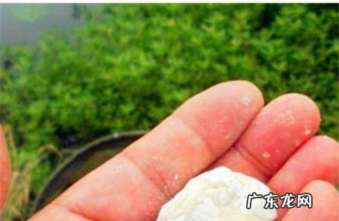 如何用面粉钓鱼