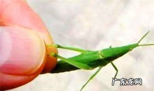 水库钓草鱼技巧