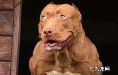 比特犬是大型犬吗 巨比犬和比特犬的区别