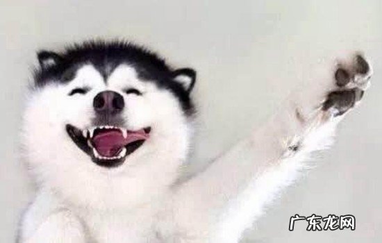 雪橇犬多哥是什么品种 多哥是什么品种的狗