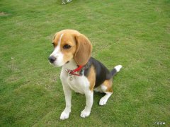 比格米格鲁猎兔犬大概多少钱 米格鲁猎兔犬有多高