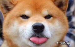 柴犬好养还是柯基好养 柴犬和柯基哪个更好养