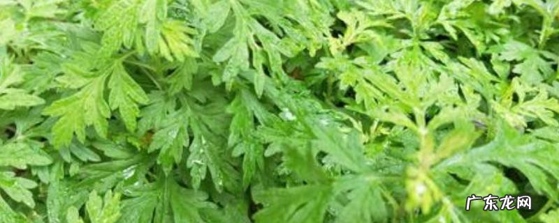 艾草盘香对身体有害吗,常闻艾草香对身体有害吗