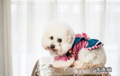比熊不爱笑怎么办 比熊会笑吗