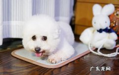 三个月比熊多少斤正常体重多高 三个月比熊多少斤