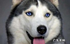 哈士奇是狼吗? 哈士奇是狼还是狗