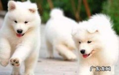萨摩耶属于什么犬型 萨摩耶属于什么犬