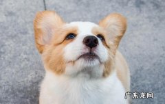 宠物寄养店怎么运营 宠物寄养店怎么开