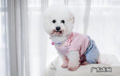比熊犬大型 巨型比熊犬叫什么