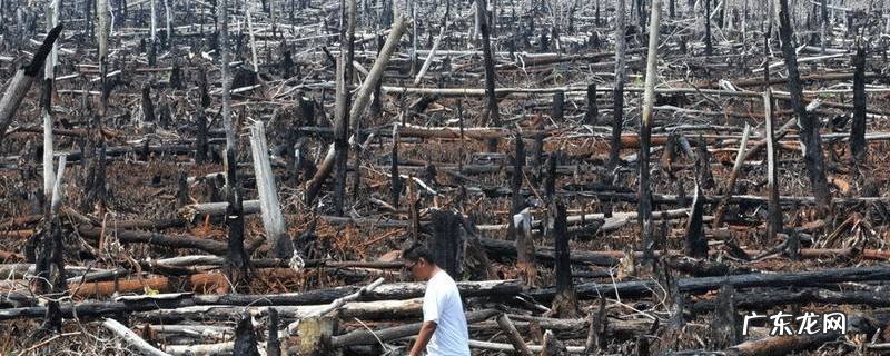 破坏森林可能会引发哪些自然灾害为什么,破坏森林带来的自然灾害