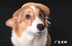狗狗的禁忌 人与狗狗相处禁忌