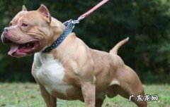 比特犬怕疼吗 比特犬最怕什么犬