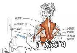 背部肌肉群介绍及重要性