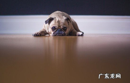 狗能吃柿子么 柿子狗狗可以吃吗