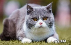 猫咪把身体蜷起来是为什么 小猫睡觉时为什么把身体蜷成团