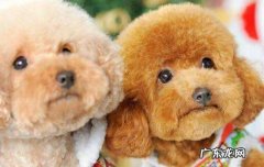 狗可以吃橘子吗 狗能吃橘子吗为什么