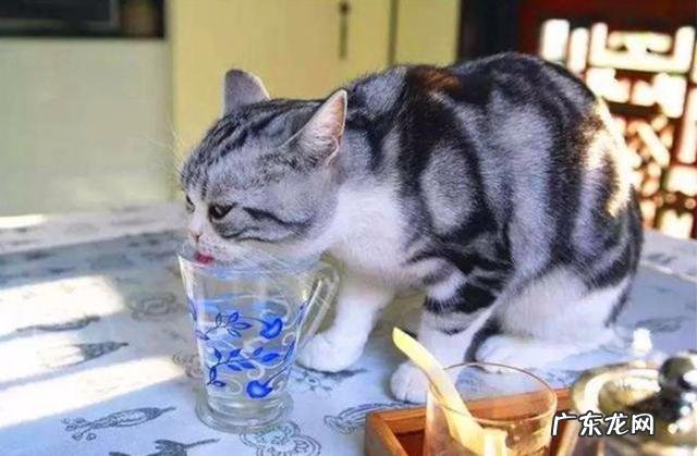 收藏级 猫咪偷喝水宝鹃嗓主人能有多慌