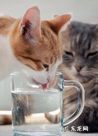 收藏级 猫咪偷喝水宝鹃嗓主人能有多慌