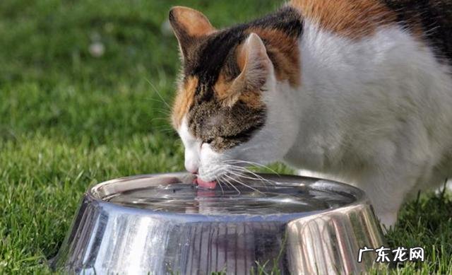 收藏级 猫咪偷喝水宝鹃嗓主人能有多慌
