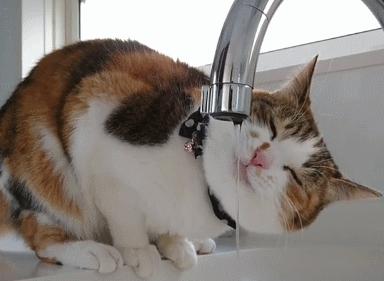 收藏级 猫咪偷喝水宝鹃嗓主人能有多慌