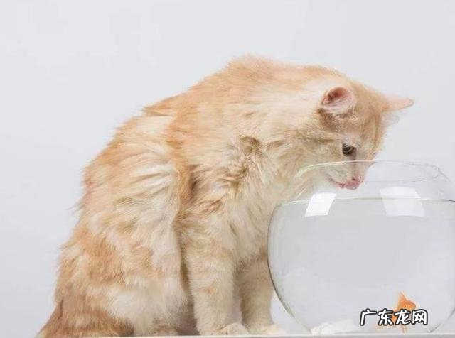 收藏级 猫咪偷喝水宝鹃嗓主人能有多慌